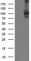 STAT4 Antibody (clone OTI4F9)