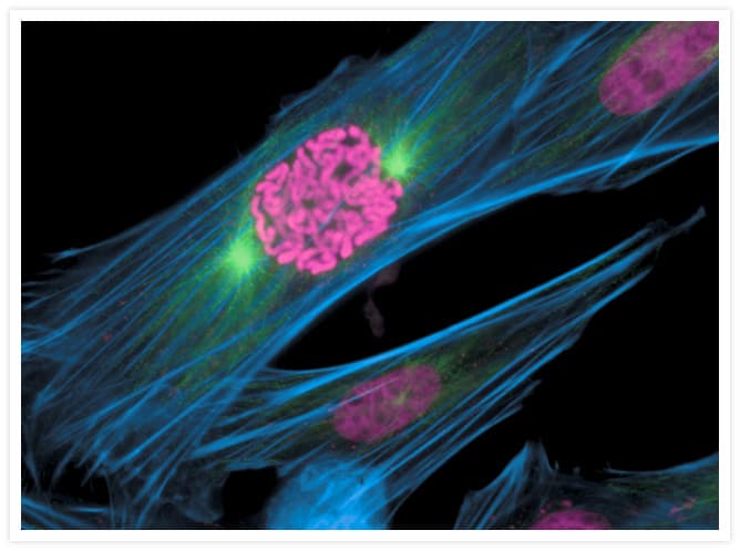 Alpha Tubulin Antibody (clone 236-10501)