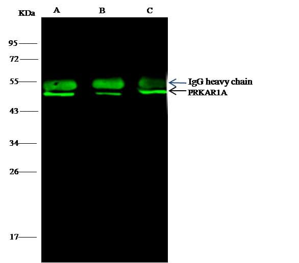 PRKAR1A Antibody (Preservative Free)