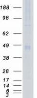 Human PDPK1 / PDK1 Protein (Recombinant Myc-DDK (Flag))