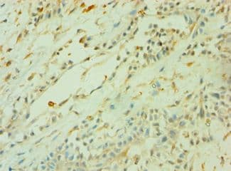 CD33 Antibody (aa49-259)