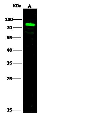 Polyclonal Rabbit anti-Human SEMA4A / Semaphorin 4A Antibody (Preservative Free, WB)