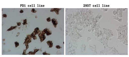 PDCD1 / CD279 / PD-1 Antibody (clone OTI17G9)