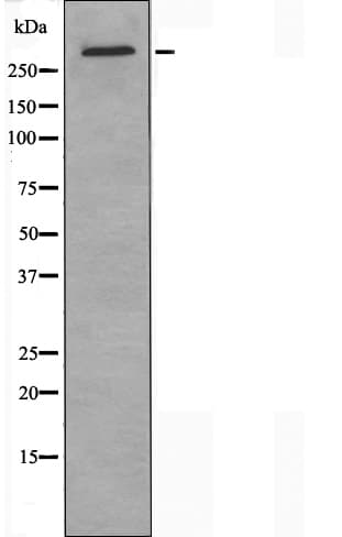 HELZ2 / PRIC285 Antibody