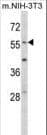 Polyclonal Rabbit anti-Human ZIF268 / EGR1 Antibody (aa9-37, IF, WB)