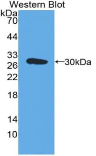 ESAM Antibody (aa31-251, Biotin)