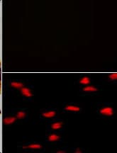 IHC-plus™ SETD8 / SET8 Antibody (N-Terminus, clone 43AT551.86)