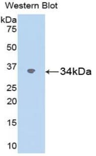 Osteonectin / SPARC Antibody (aa18-301, Biotin)