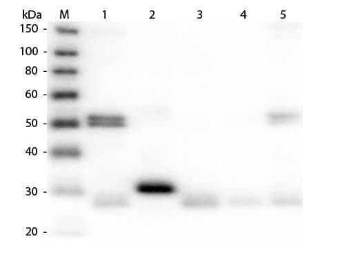 Donkey Anti-Rat IgG Secondary Antibody