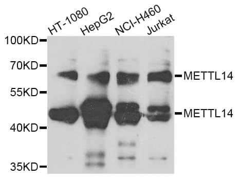 IHC-plus™ METTL14 Antibody