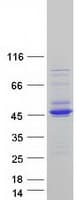 Human GTF2H2C Protein (Recombinant Myc-DDK (Flag))