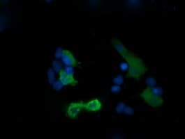 PIK3R5 Antibody (clone OTI4B11, Carrier-free)