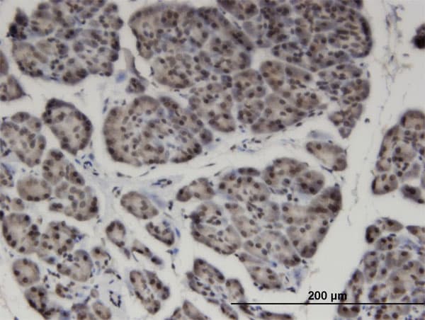 Monoclonal Mouse anti-Human ZNF44 / GIOT-2 Antibody (clone 4E2, IHC, WB)