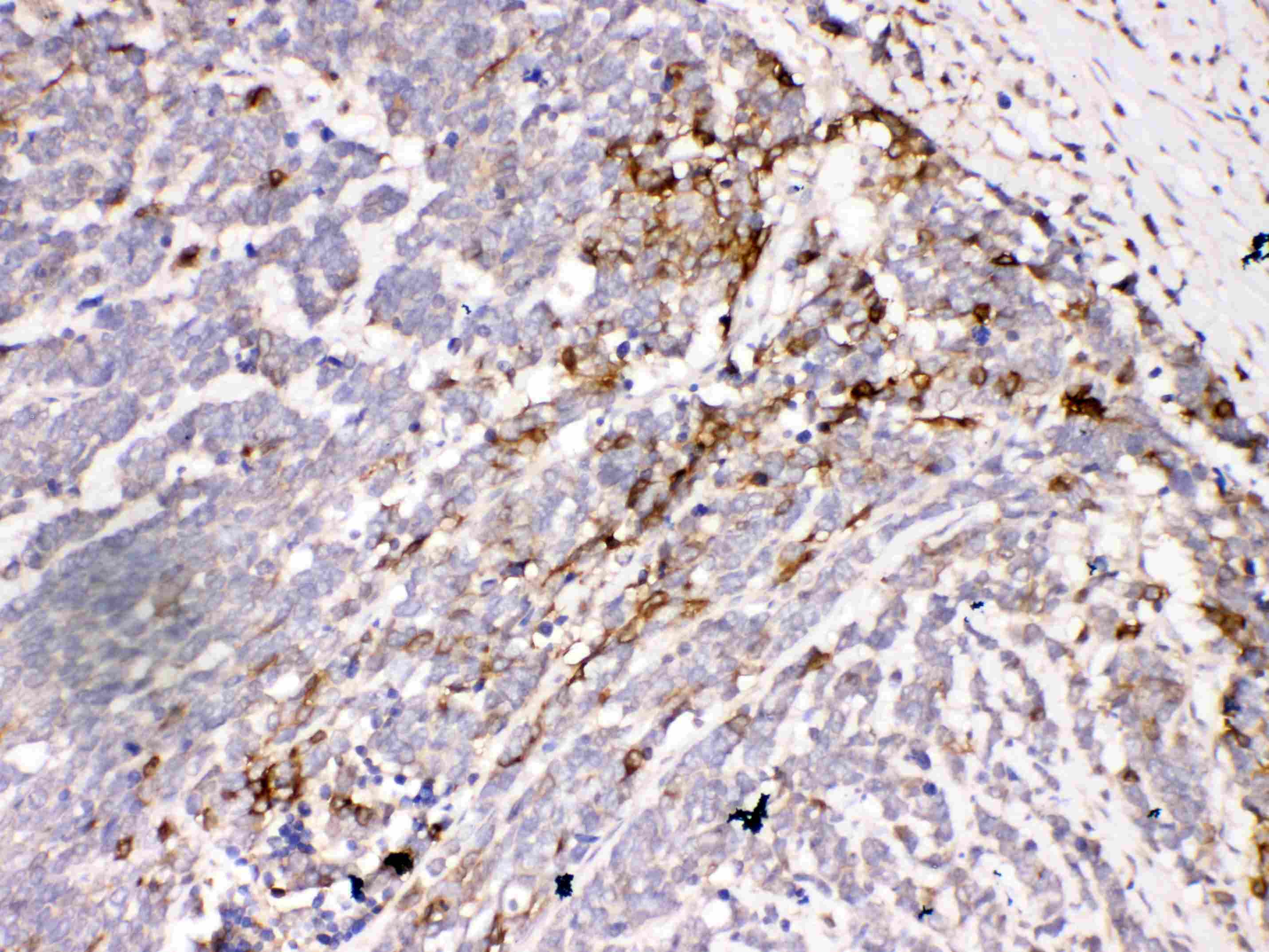Polyclonal Rabbit anti-Human AQP3 / Aquaporin 3 Antibody (aa278-292, IHC, WB)