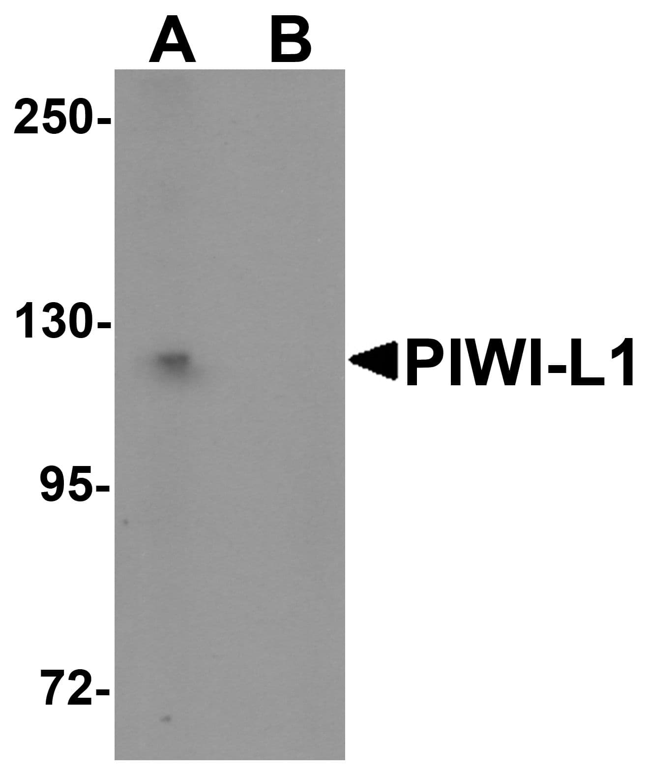 PIWIL1 / PIWI Antibody