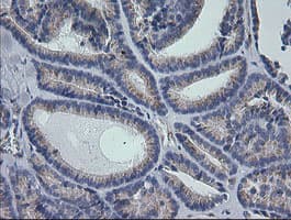 RAB30 Antibody (clone OTI3E7)