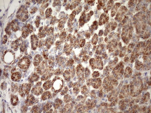 STOML2 Antibody (clone OTI1F5, Carrier-free)