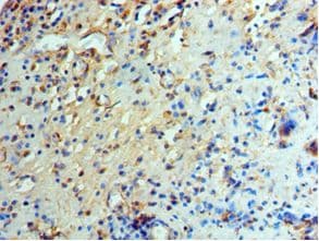GCN2 Antibody (aa1-300)