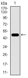 CBX8 Antibody (aa17-222, clone 9C3D4)