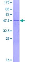 Human NMNAT3 Protein (Recombinant GST)
