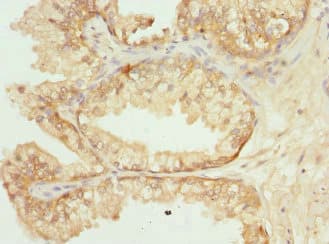 GPR68 / OGR1 Antibody