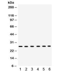 EIF6 Antibody