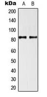 TRAF3IP1 Antibody (Internal)