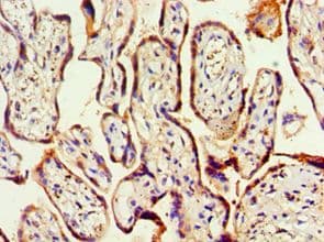 HOXA9 Antibody (aa1-190)