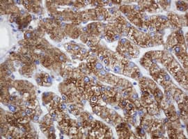 POGK Antibody (clone OTI3D2)