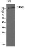 Polyclonal Rabbit anti-Human PLXNC1 / Plexin C1 Antibody (WB)
