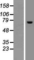 ACOX2 Protein (Over-Expression Lysate Myc-DDK (Flag))
