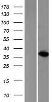 EMX1 Protein (Over-Expression Lysate Myc-DDK (Flag))