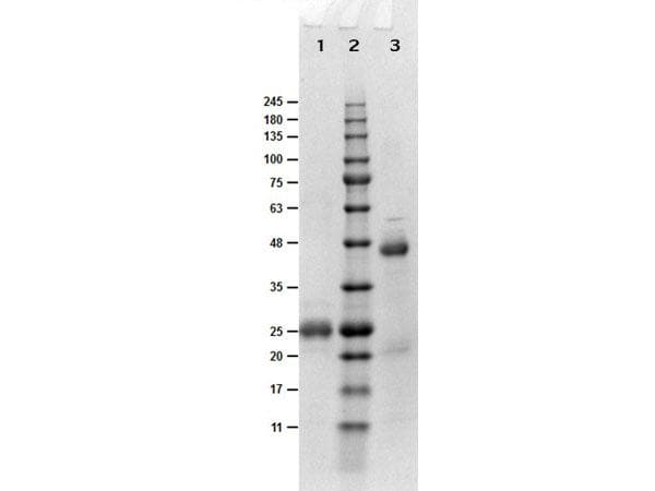 Biotin Antibody