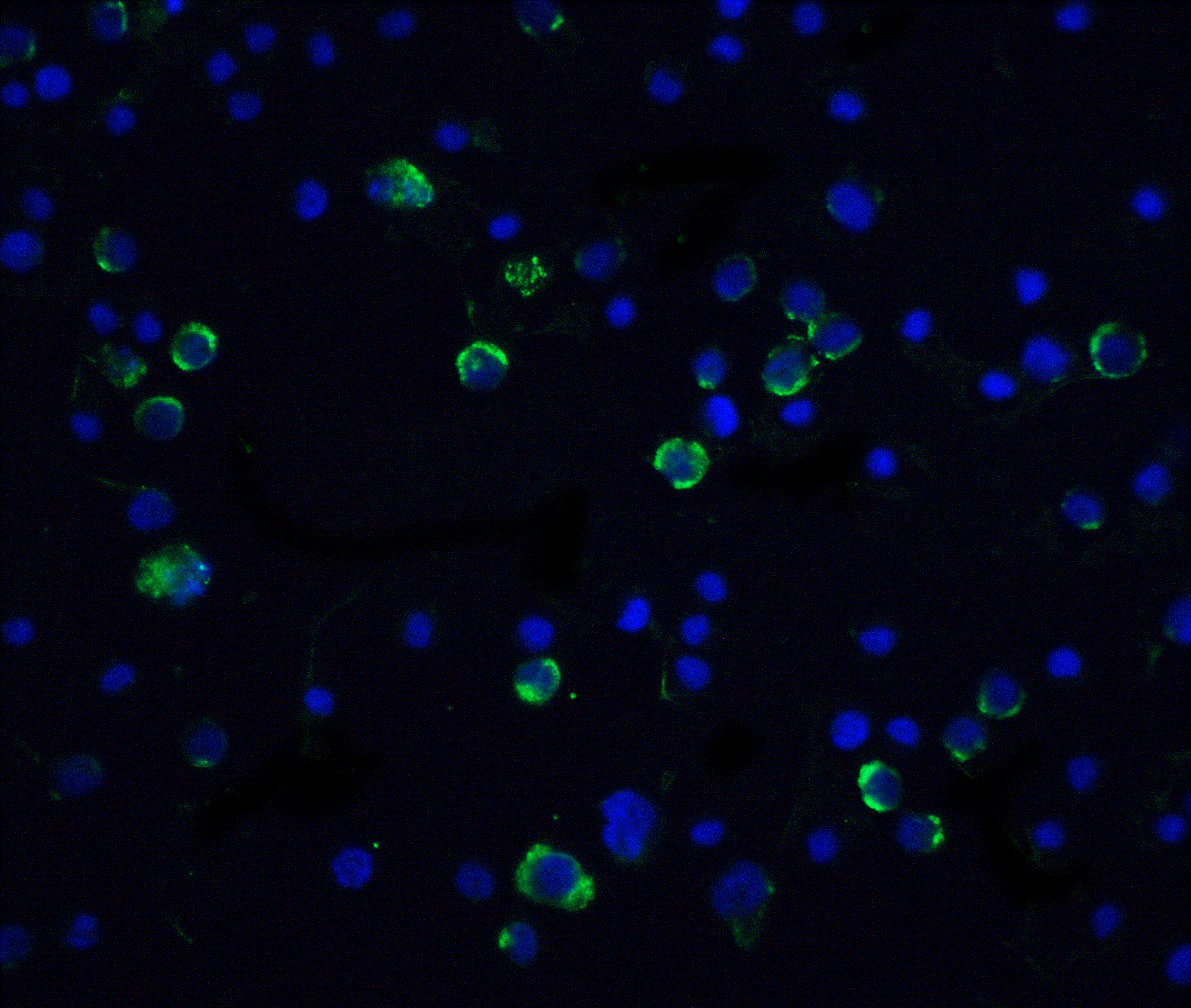 CASP10 / Caspase 10 Antibody