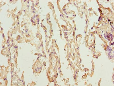 TMEM19 Antibody