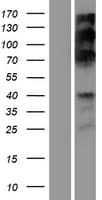 RSF1 / RSF-1 Protein (Over-Expression Lysate Myc-DDK (Flag))