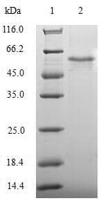 Human BCL2L14 / BCL-G Protein (Recombinant GST, N-terminus)