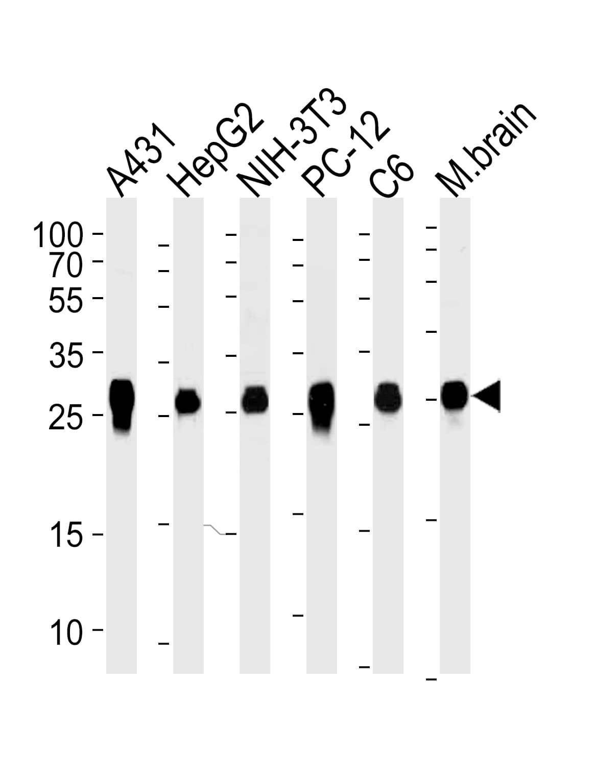 Monoclonal Mouse anti-Human YWHAZ / 14-3-3 Zeta Antibody (clone 1314CT423.108.153.173.140, IF, WB)