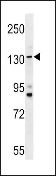TMC5 Antibody (aa222-251)