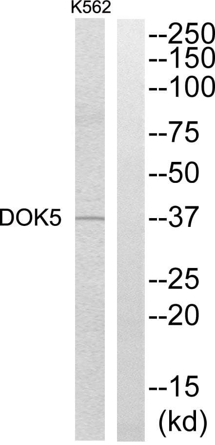 DOK5 Antibody