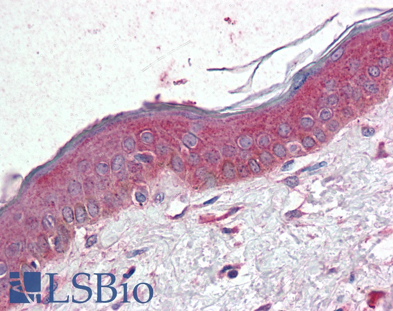 IHC-plus™ TM4SF6 / TSPAN6 Antibody (Internal)