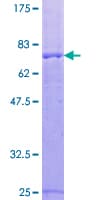 Human Raptor / Mip1 Protein (Recombinant GST)