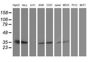 SSR1 Antibody (clone OTI3E5)