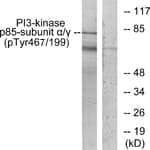 Polyclonal Rabbit anti-Human PI3K Alpha+Gamma Antibody (phospho-Tyr467/Tyr199, IF, WB)