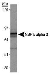 SPECC1 / CYTSB Antibody (aa200-300, DY488)