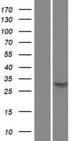 SPI1 / PU.1 Protein (Over-Expression Lysate Myc-DDK (Flag))