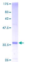 Human SS18L2 Protein (Recombinant GST)
