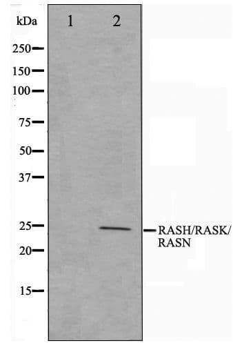 Pan Ras Antibody