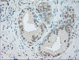 GFAP Antibody (clone OTI4C10)