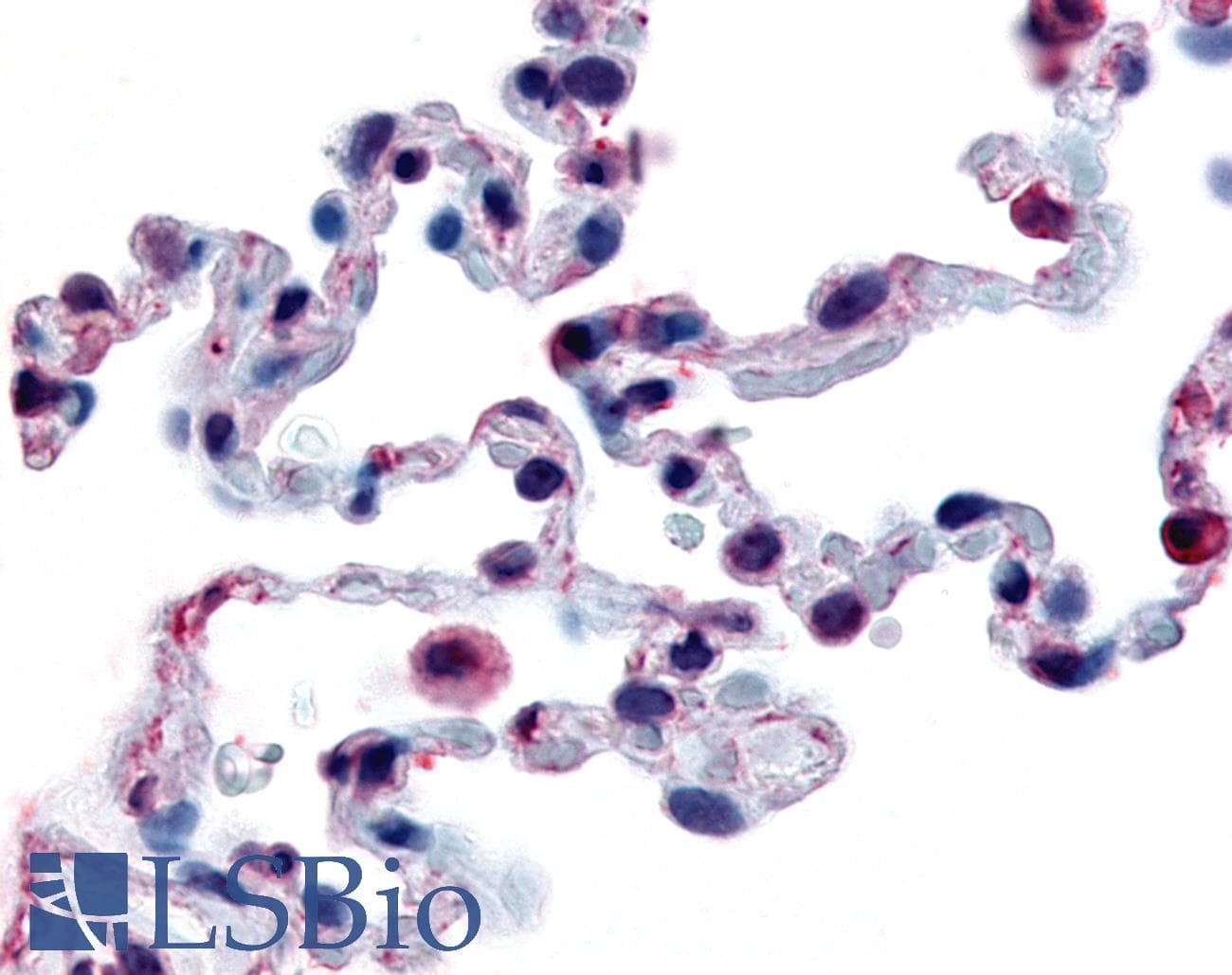 PathPlus™ FFAR2 / GPR43 Antibody (Extracellular Domain)